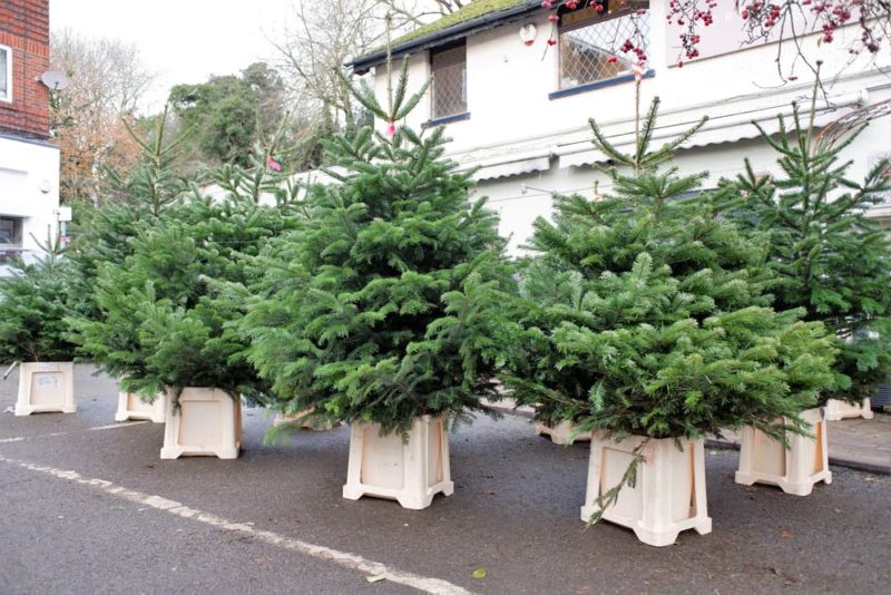 Can You RePlant A Christmas Tree? Horticulture.co.uk
