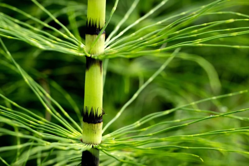 How To Kill & Control Horsetail In 5 Steps Horticulture.co.uk