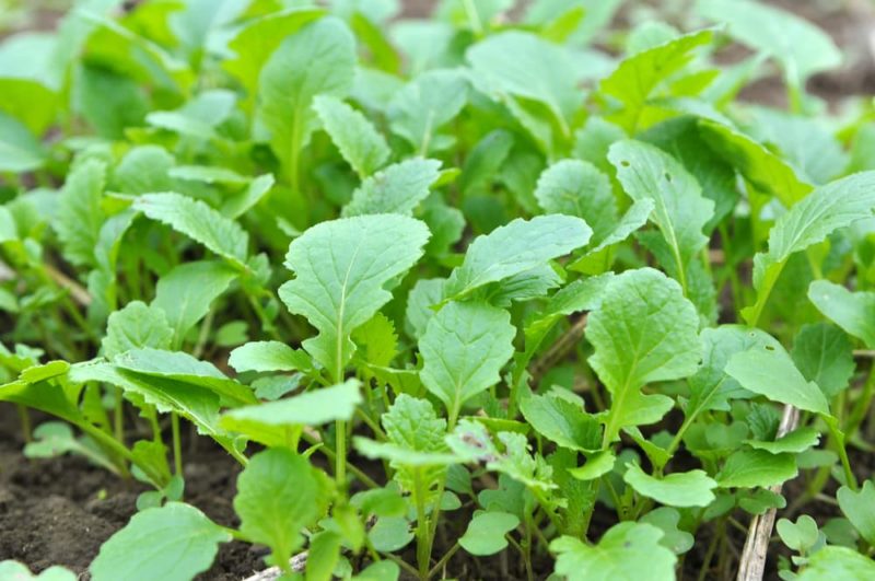 Why (& How) To Use Green Manure Crops Horticulture.co.uk
