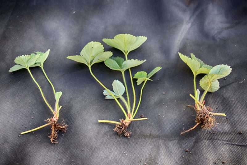 How To Easily Grow New Strawberry Plants From Runners