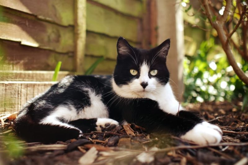 12 Best Plants To Deter Cats From Your Garden Horticulture.co.uk