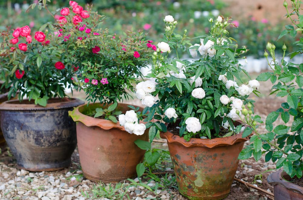 various varieties of roses in terracotta pots