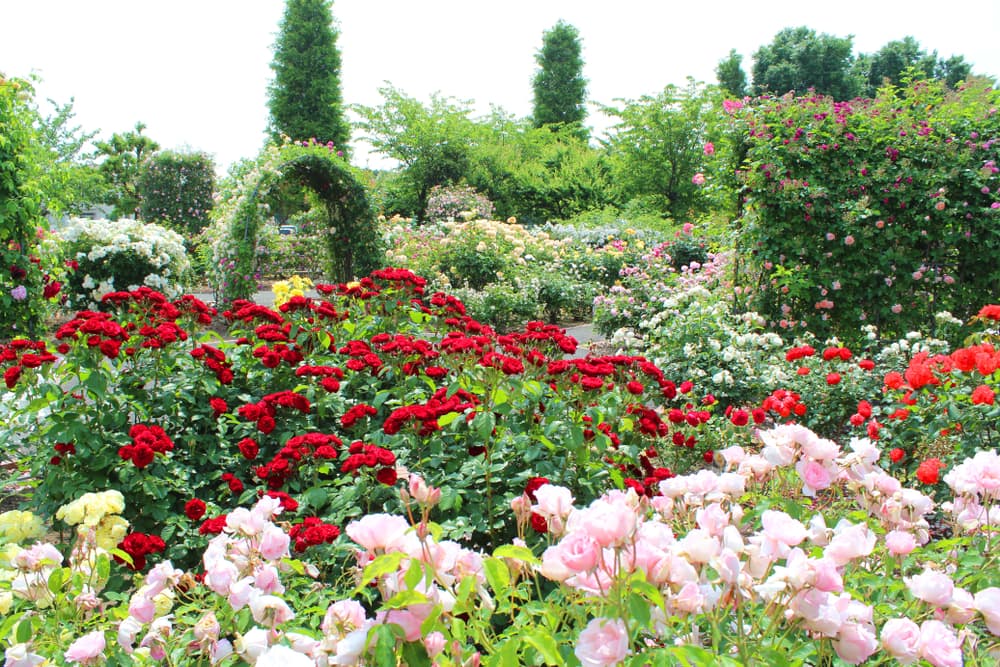 colourful red and pink roses in bloom