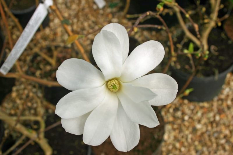 Growing Magnolia Trees In Containers Horticulture.co.uk