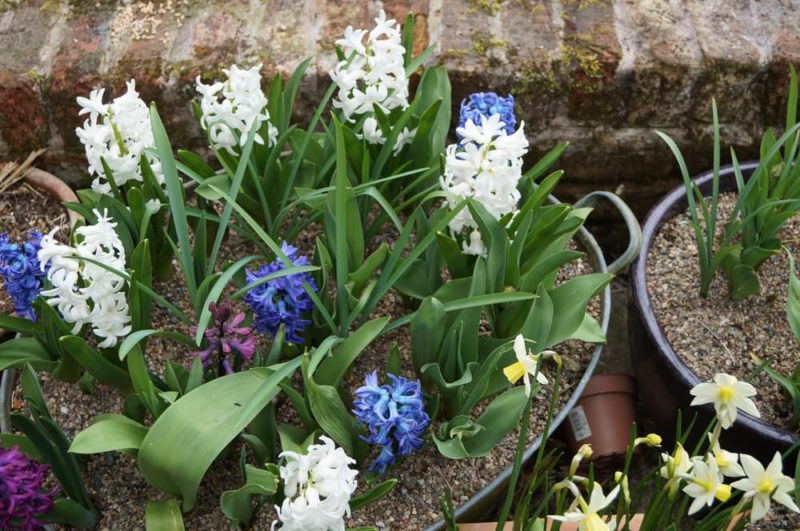 10 Essential Tips For Planting Bulbs In Pots, According To Master