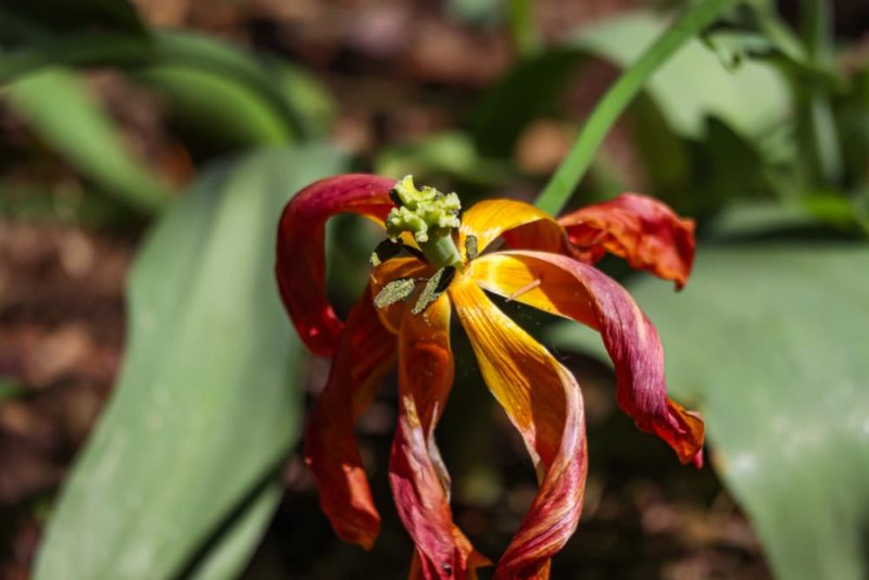 How To Deadhead Lilies After Flowering Horticulture.co.uk