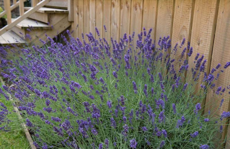 12 Best Plants To Deter Cats From Your Garden Horticulture.co.uk