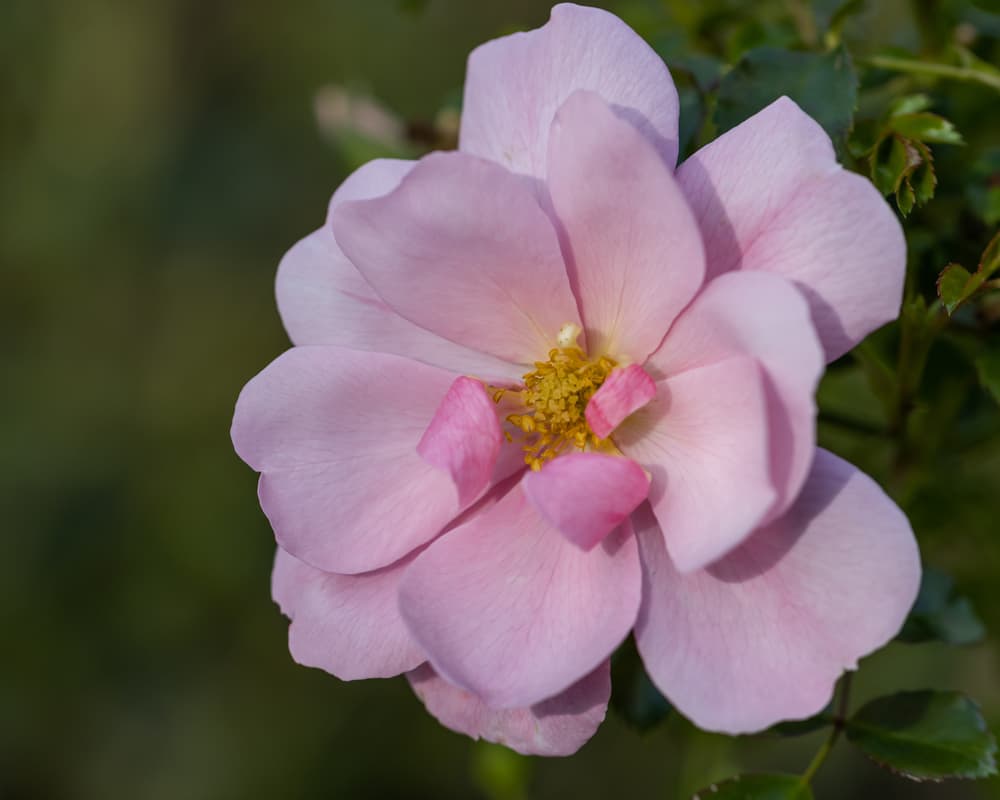 close up shot of large pink Queen Mother (Korquemu) flower