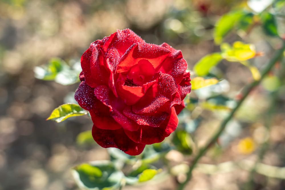 single Red Fountain rose in focus