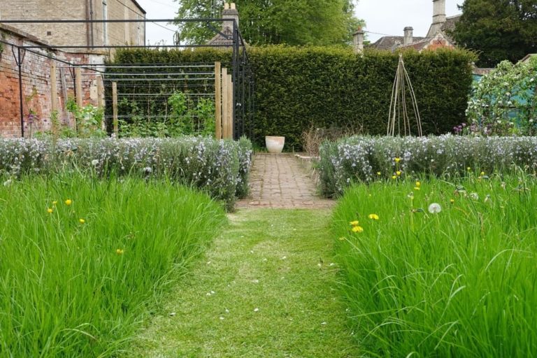 10 Alternatives To A Grass Lawn In Your Garden Horticulture