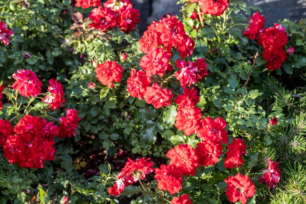 bright red ground-cover roses