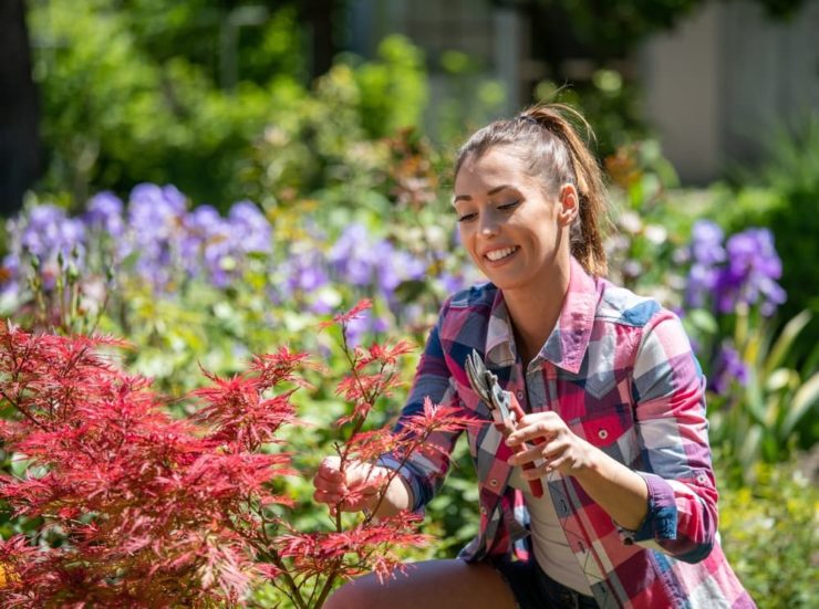 How (And When) To Prune Acer Trees Horticulture.co.uk