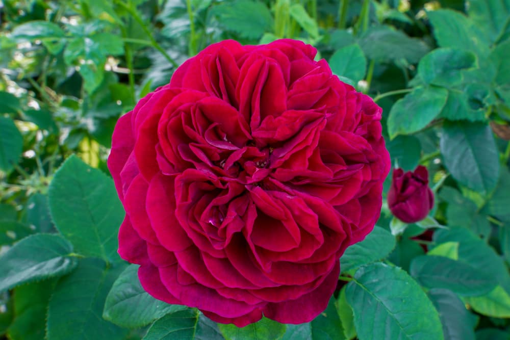 burgundy coloured petals of L.D. Braithwaite rose with foliage visible in the background