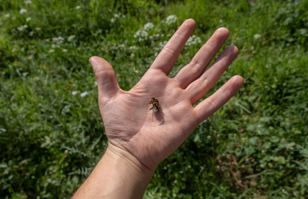 hand holding a dead bee