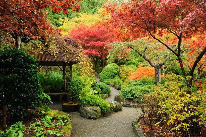 15 Oriental Plants For A Japanese Garden Horticulture.co.uk