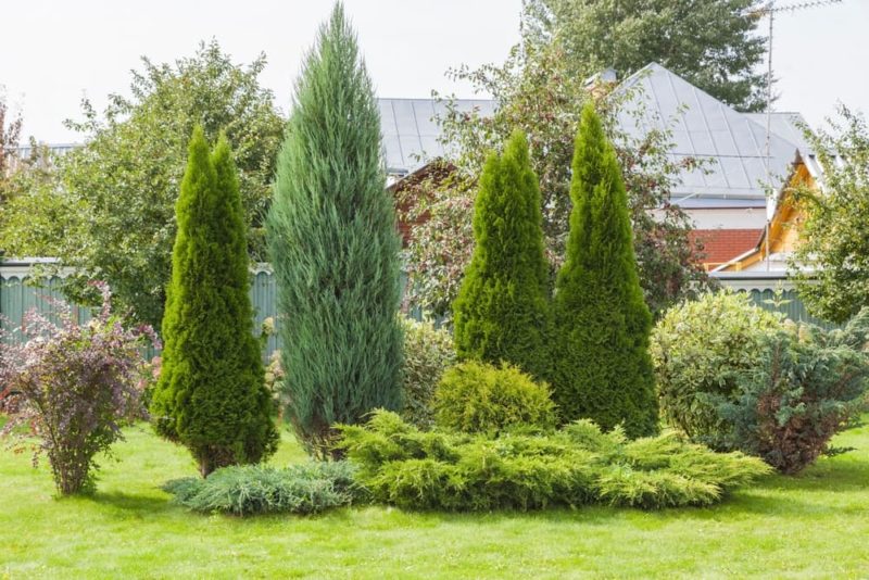 7 Reasons Your Conifers Are Turning Brown Horticulture.co.uk