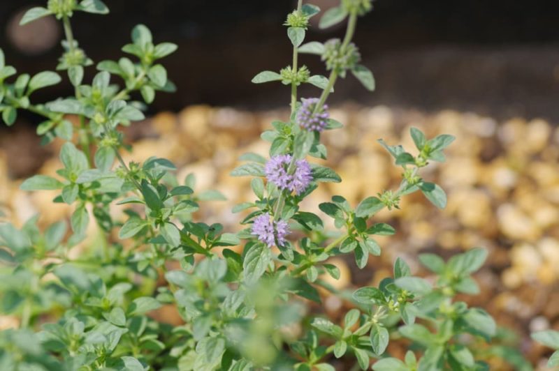 12 Best Plants To Deter Cats From Your Garden Horticulture.co.uk