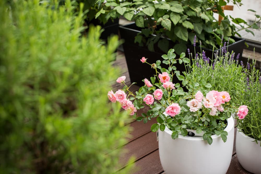 pink roses growing from a stone white container
