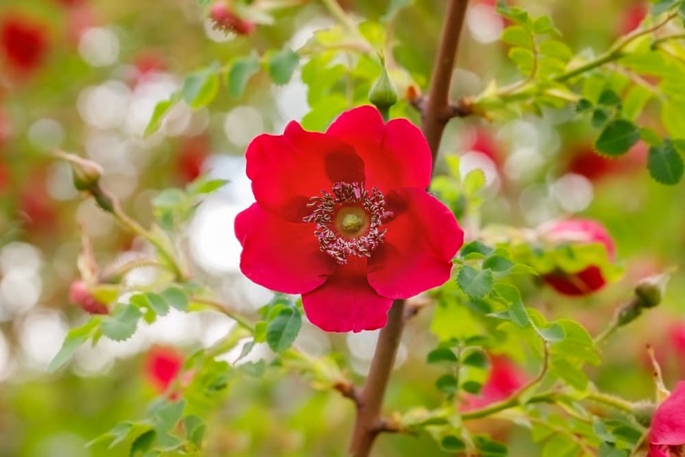 Rosa moyesii 'Geranium' flower