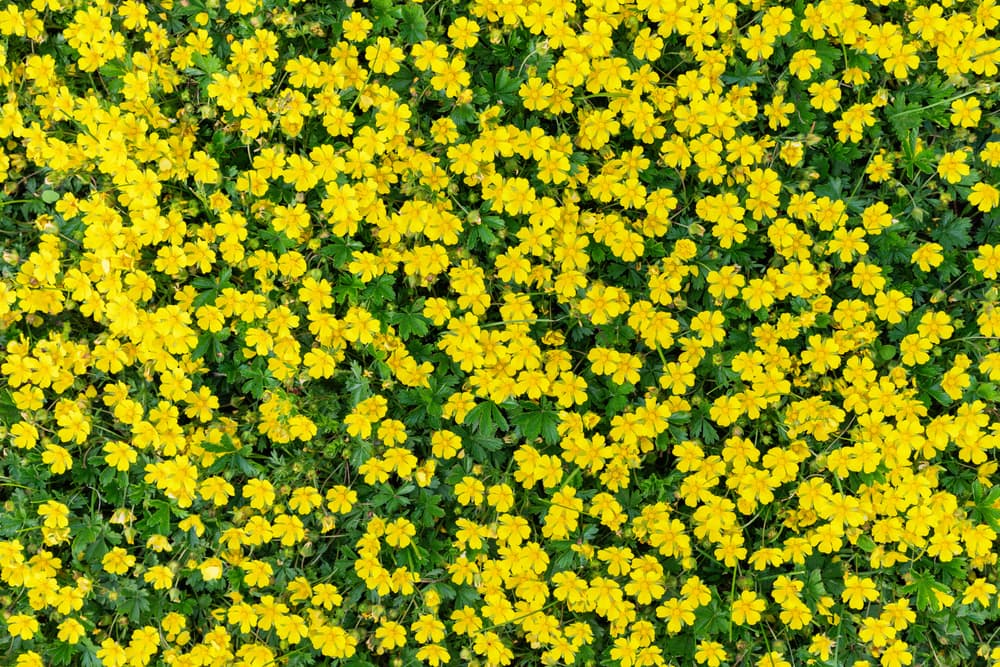 many small ground covering buttercup flowers with a bright yellow colour