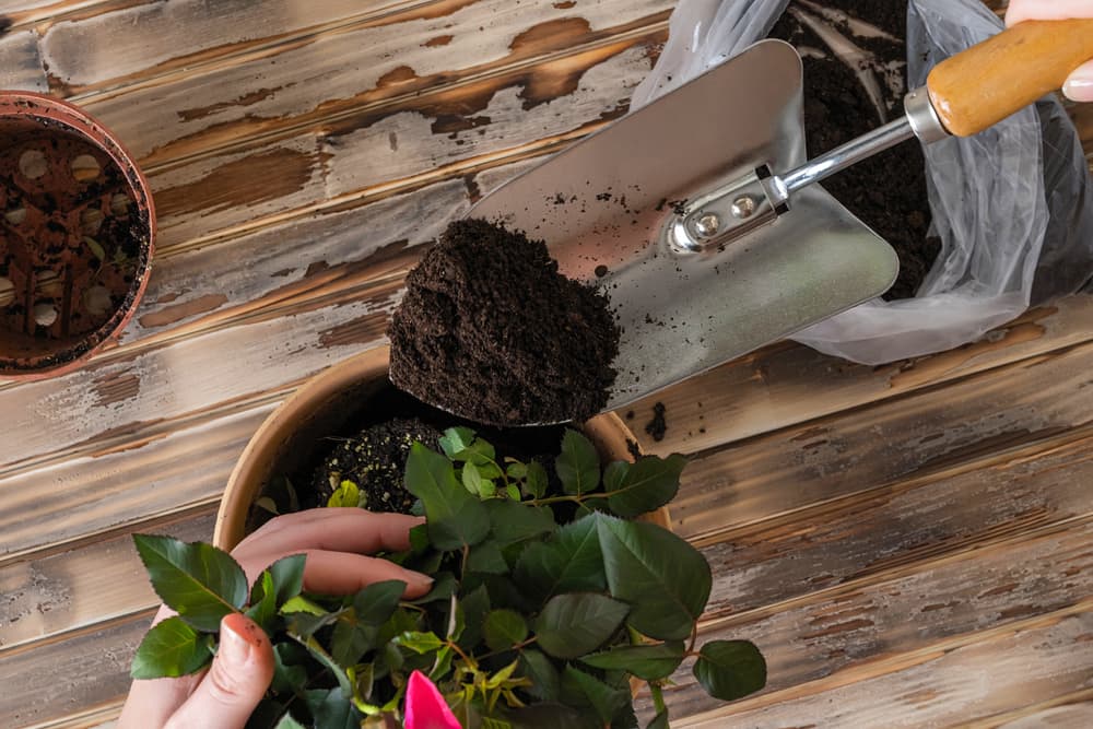 a hand trowel being used to scoop compost into a potted rose plant