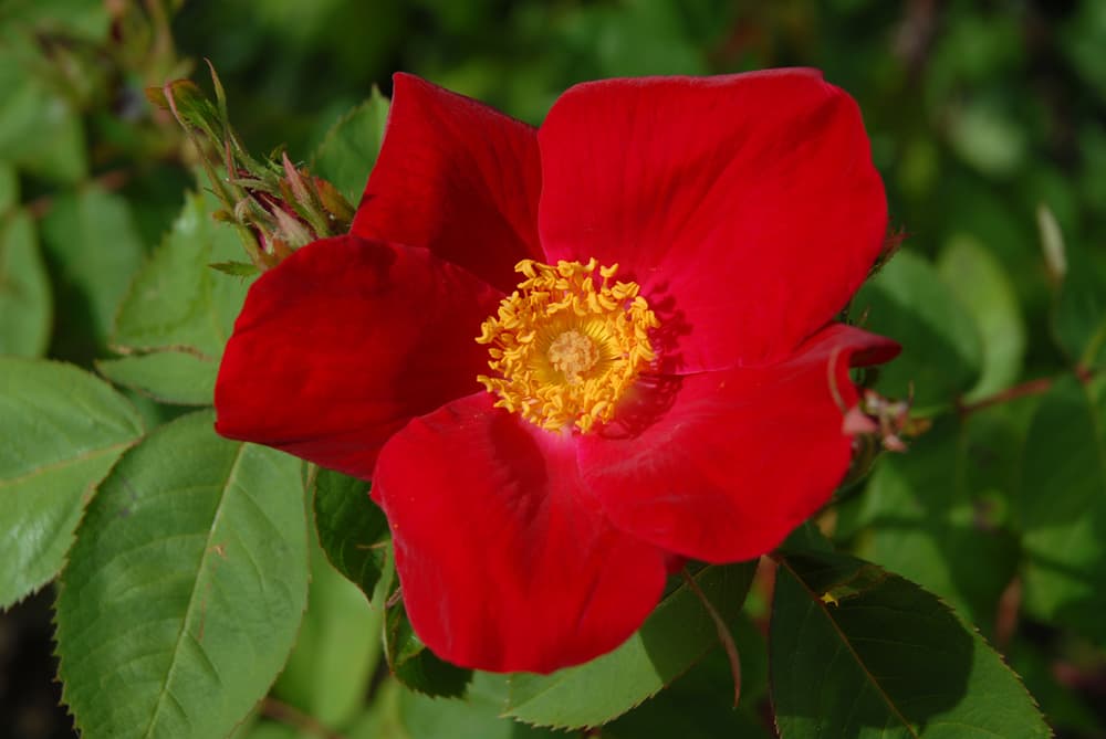 scarlet fire rose with red petals and yellow stamen