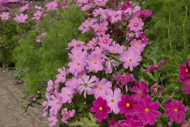 25 Stunning Flowers To Plant (Or Sow) In April Horticulture