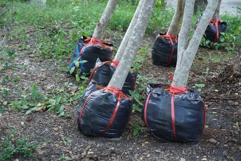 Sometimes A Tree Just Needs To Be Moved - Here's How To Do It With ...