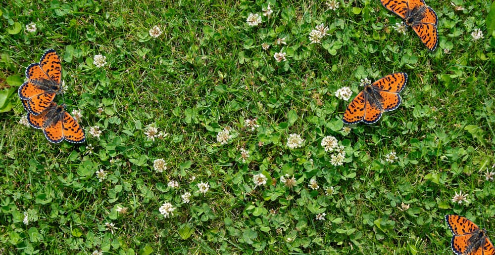 butterflies sat on a clover lawn