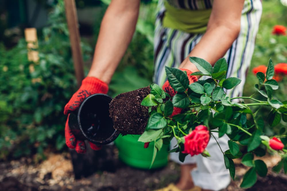woman gardener transplanting roses from a small pot
