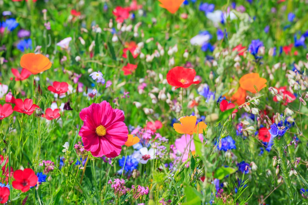 multi coloured flowers in a meadow including poppies, cosmo and others