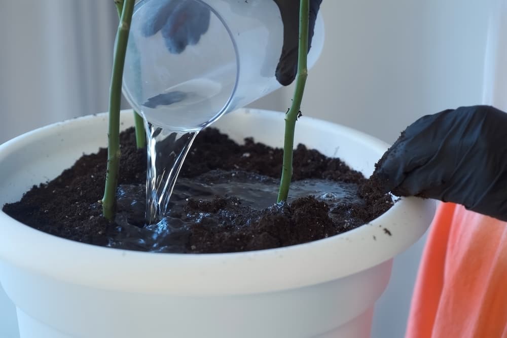 hands using a glass to pour water in the white container of three rose plants