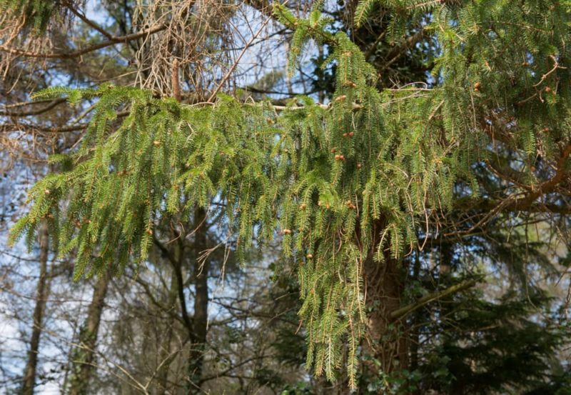 72 Ericaceous Plants For Acidic Garden Soil Horticulture.co.uk