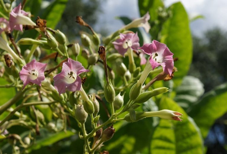 25 Stunning Flowers To Plant (Or Sow) In April Horticulture