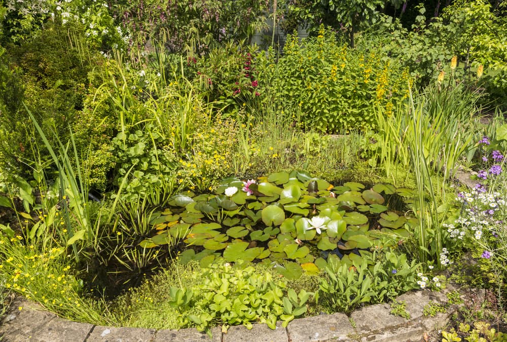 a large garden pond full of lily pads and surrounding plants