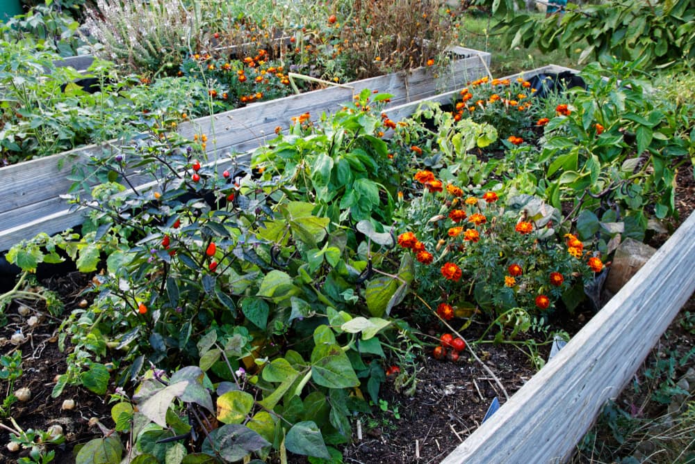 marigolds and rhubarb growing as companion plants in raised beds