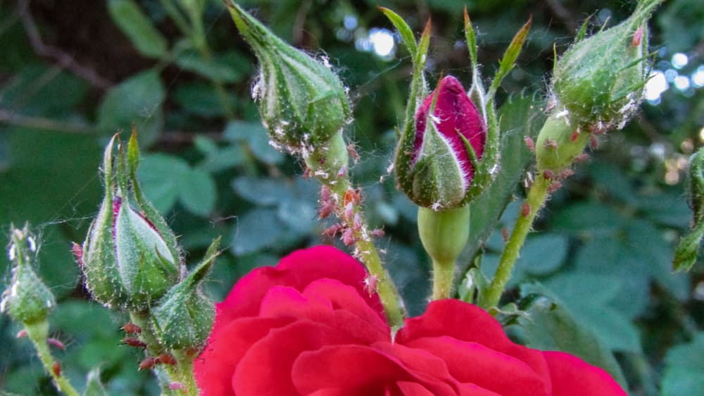 a rose plant covered in aphids