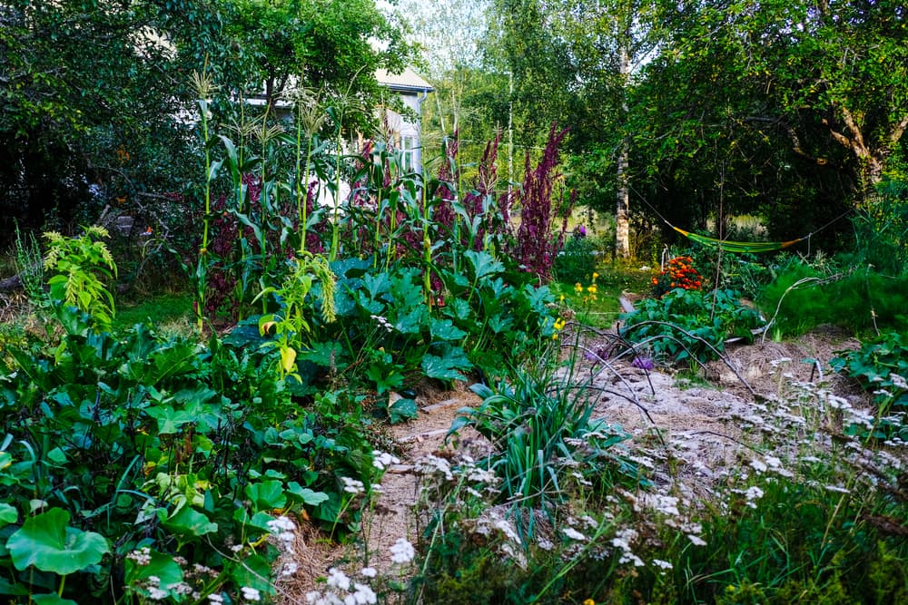 permaculture garden with towering plants