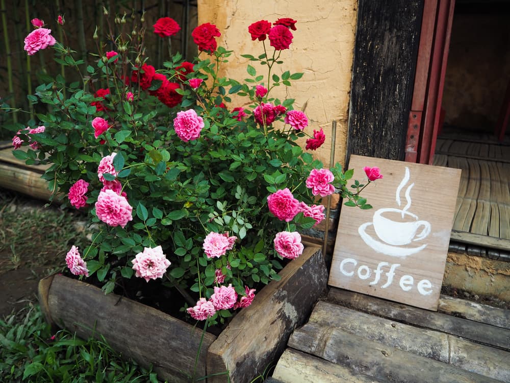 pink and red roses growing from a large planter next to a sign that reads 'coffee'