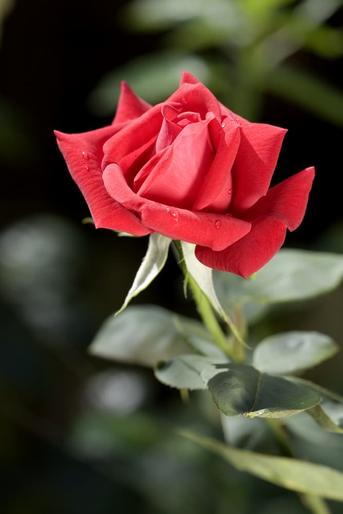 magnified view of red ruby wedding rosa with visible water droplets