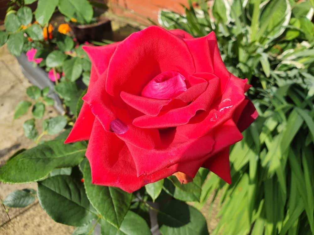 thinking of you rose with various bedding plants in the background