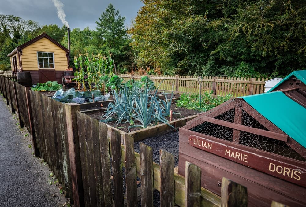 raised beds and a chicken shed in an outdoor space