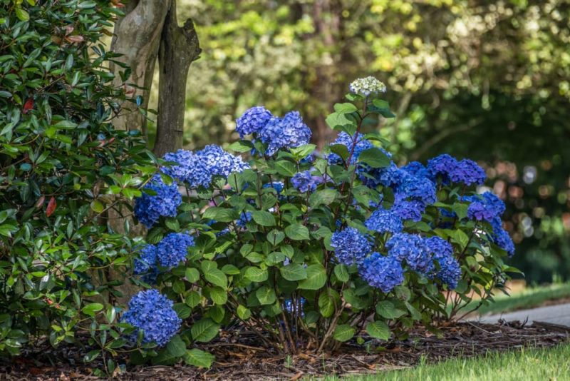 20 Plants Suited To Growing Under Trees Horticulture.co.uk