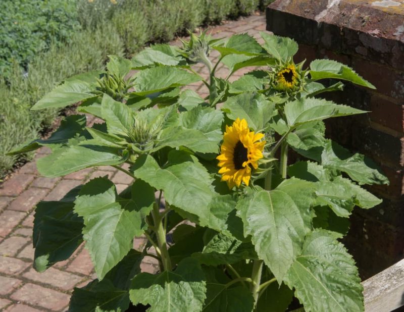 Growing Sunflowers In Containers Horticulture Magazine