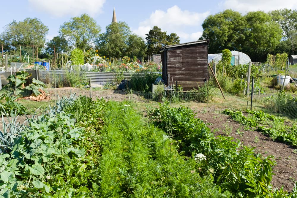 an allotment in the UK with small shed, trees and a church spire in the background