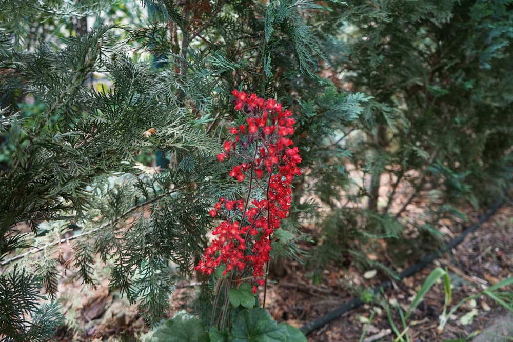 red flowers of heuchera standing upright with conifers in the background