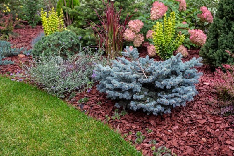 42 LowMaintenance Plants For CareFree Gardens Horticulture