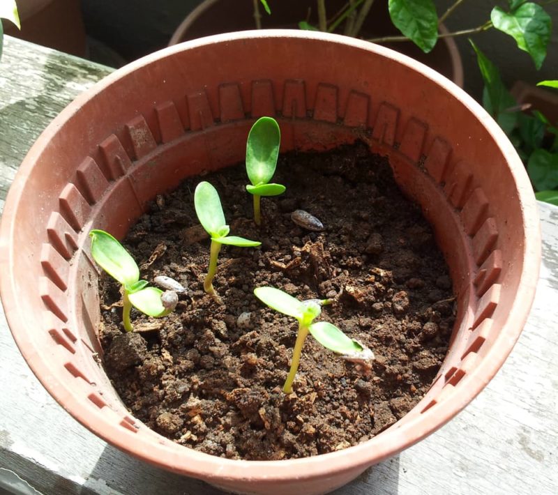 Growing Sunflowers In Containers Horticulture Magazine