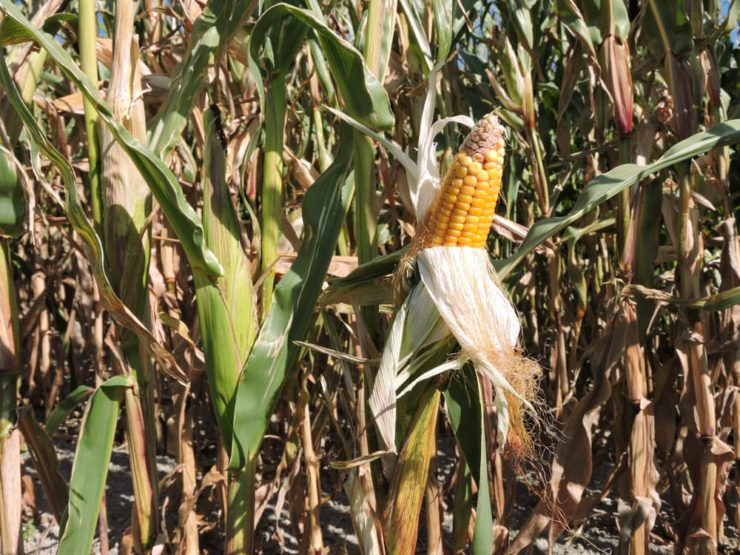 Maize vs Corn What's The Difference? Horticulture.co.uk
