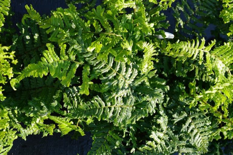 6 Ferns For Dry Shaded Garden Areas Horticulture.co.uk